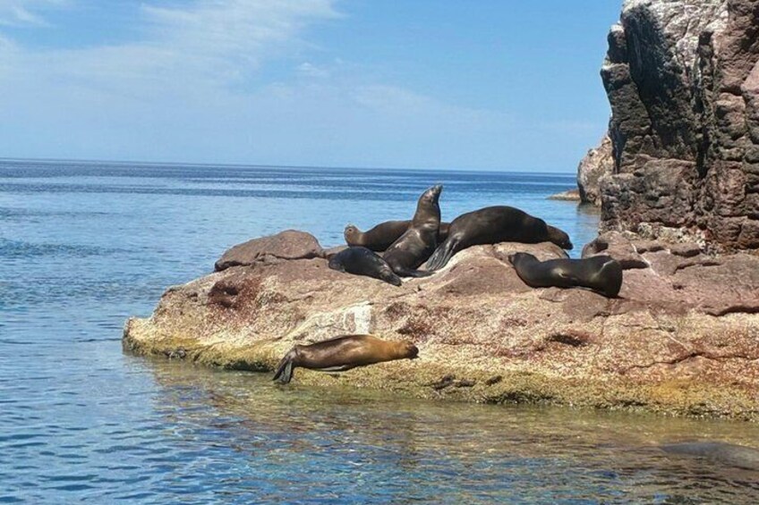 Guided Tour to Isla Espiritu Santo 1