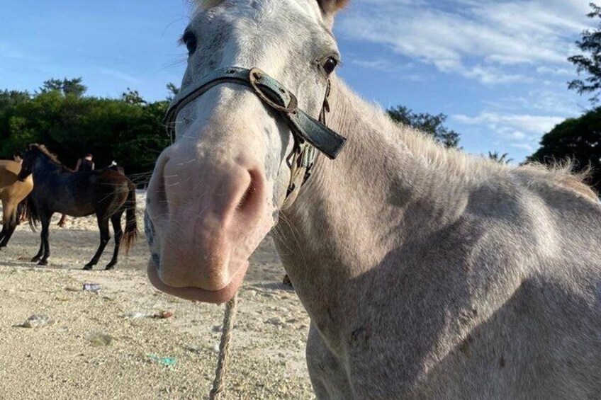 A close-up of a white horse with a bridle, other horses in the background, and a clear sky. 3
