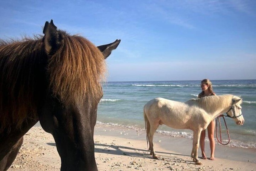 A beach with a horse and a pony. 1