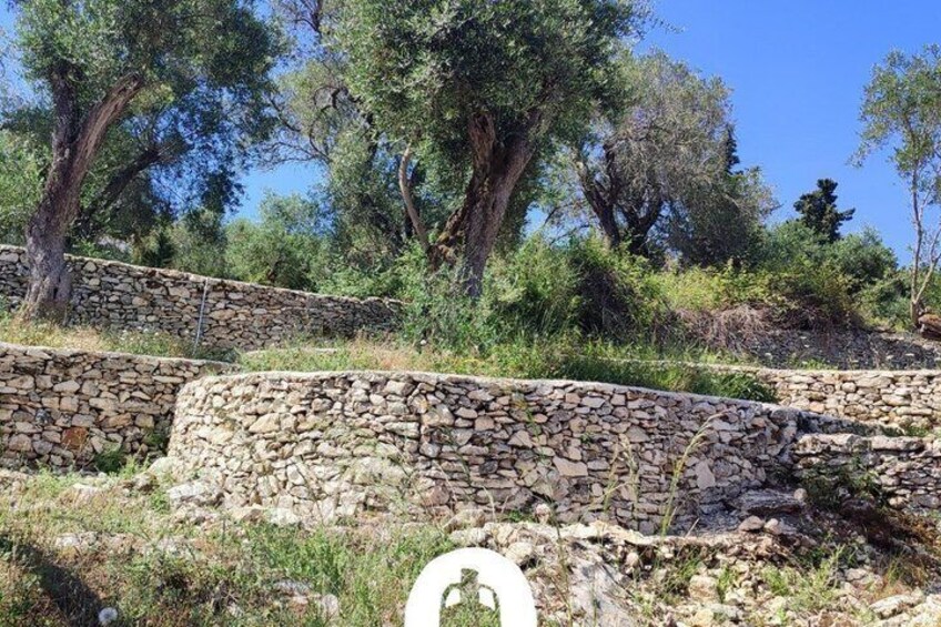 Olive Oil Tasting Under the Trees Paxos Island Greece 2