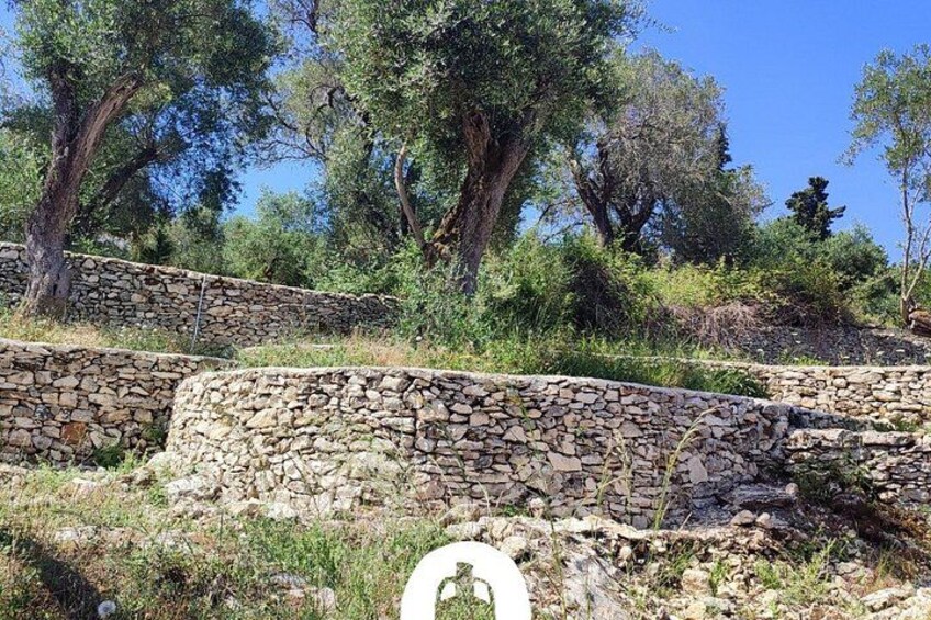 Olive Oil Tasting Under the Trees Paxos Island Greece 2