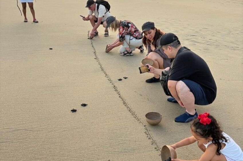 Release of Baby Turtles 5