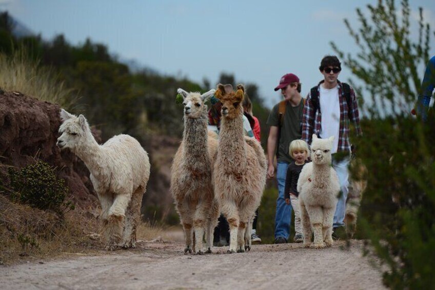 hike with Alpacas and Llamas cultural experience 4