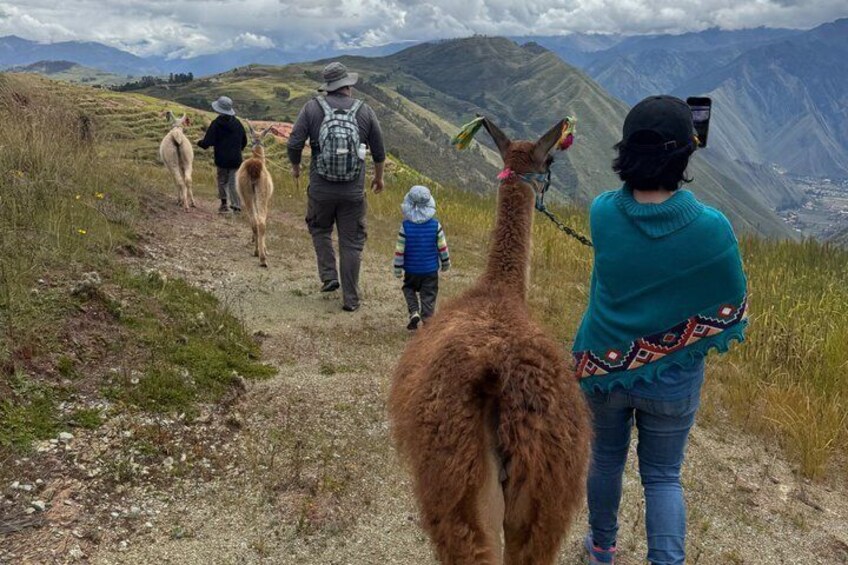 hike with Alpacas and Llamas cultural experience 2