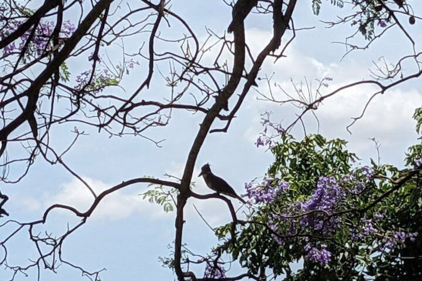Lake Duluti Canoeing Forest Walking and Birdwatching Tour 2