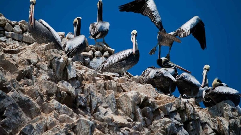 Picture 2 for Activity Private tour to the San Gallán Islands on a Premium slider and the Candelabro 3