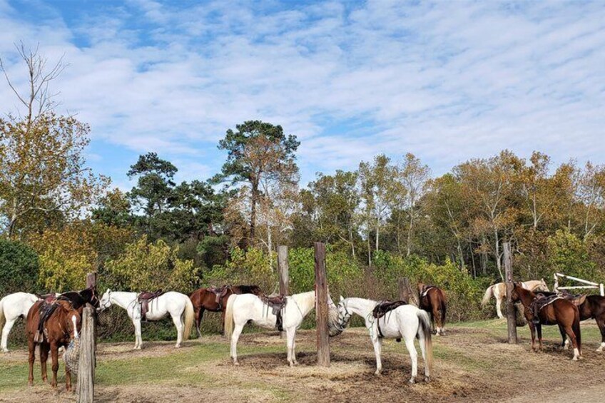 1 Hour Adventure Trail Ride with Instruction 4
