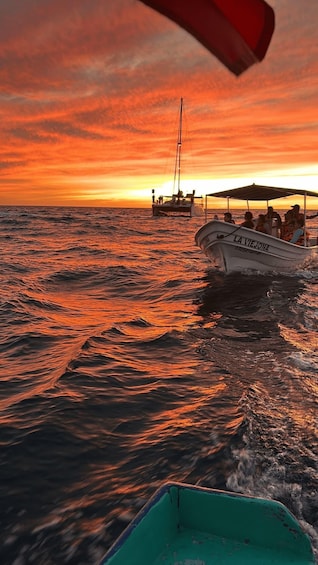 Picture 4 for Activity Los Cabos: Sunset Boat Tour to the Arch and Sea Lions 2