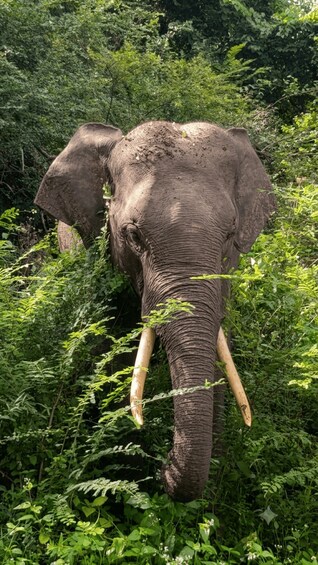 Picture 2 for Activity Wasgamuwa: Private Safari Jeep Tour for Wildlife Photography 4