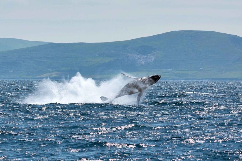 A whale breaching the ocean surface with a mountain in the background. 1