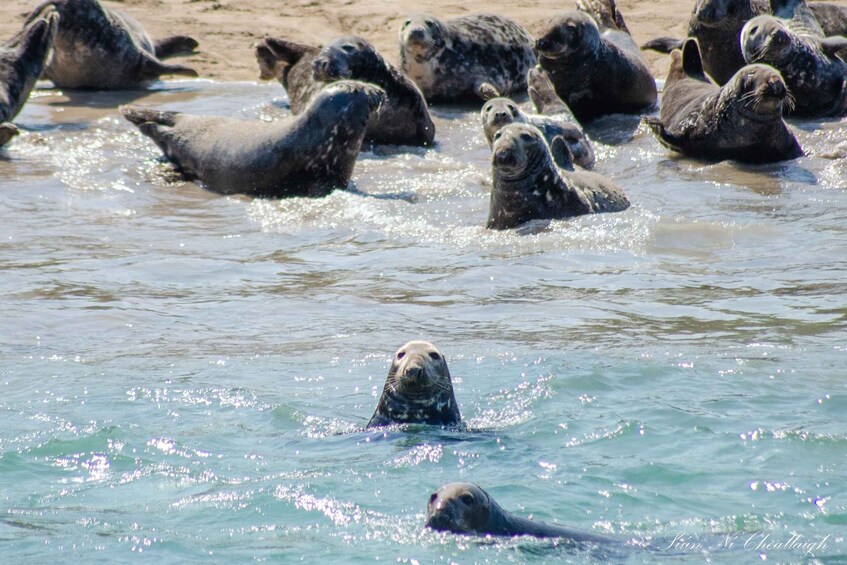 A group of seals resting in shallow water. 5