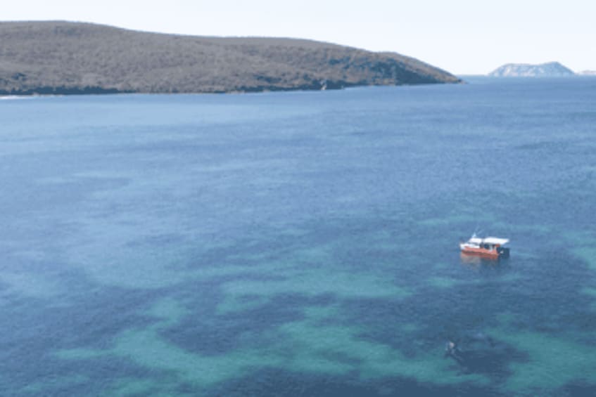 Picture 10 for Activity Albany: Private Whale or Dolphin Boat Tour, up to 12 people 4