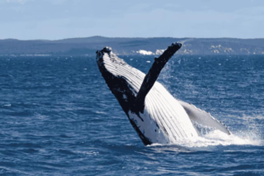 Picture 1 for Activity Albany: Private Whale or Dolphin Boat Tour, up to 12 people 2