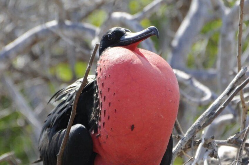 Day Land Tour to North Seymour Island in Galapagos 2