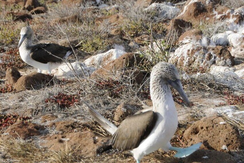 Day Land Tour to North Seymour Island in Galapagos 3
