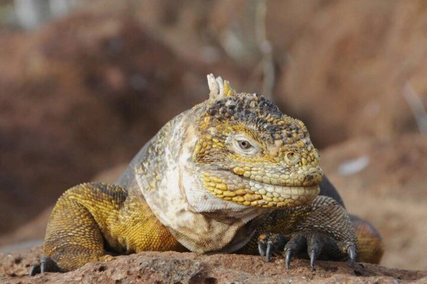 Day Land Tour to North Seymour Island in Galapagos 1