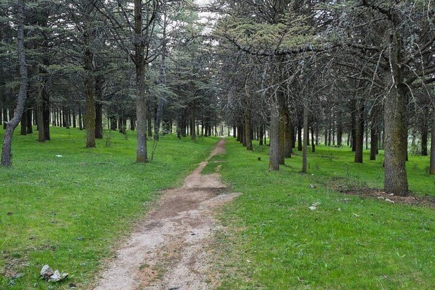 A forest with a dirt path. 2