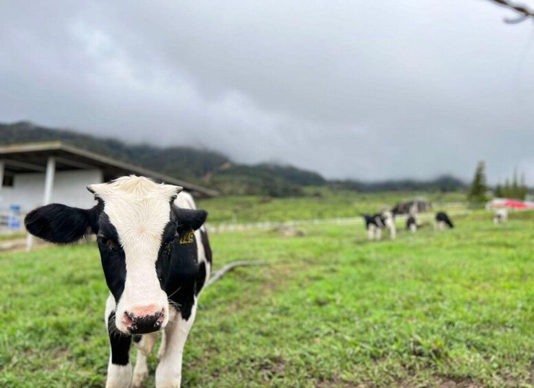 A black and white cow in a grassy field with a building and mountains in the background. 3