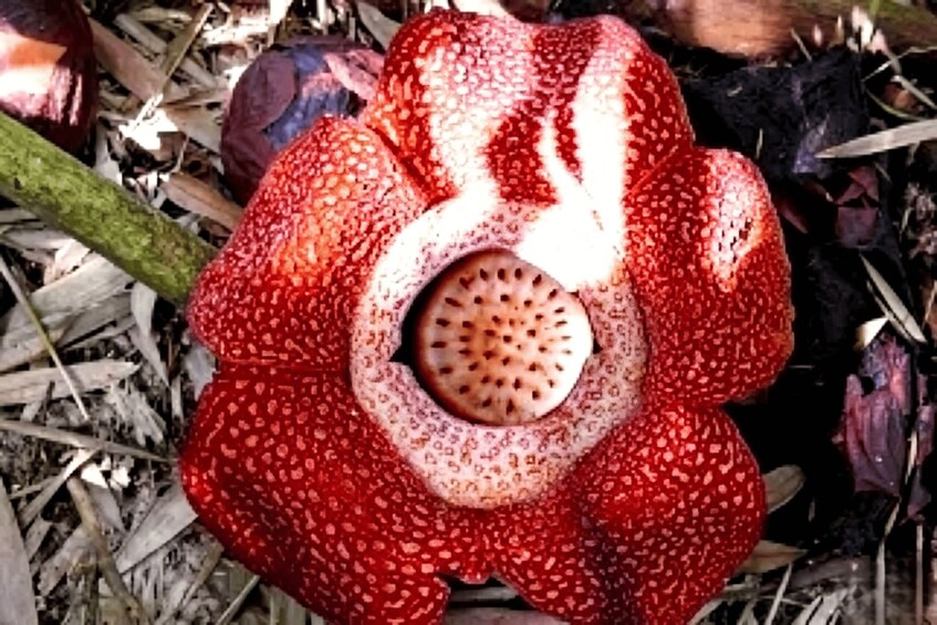 A large red flower with a central spiky structure surrounded by a dense pattern of smaller red flowers. 5