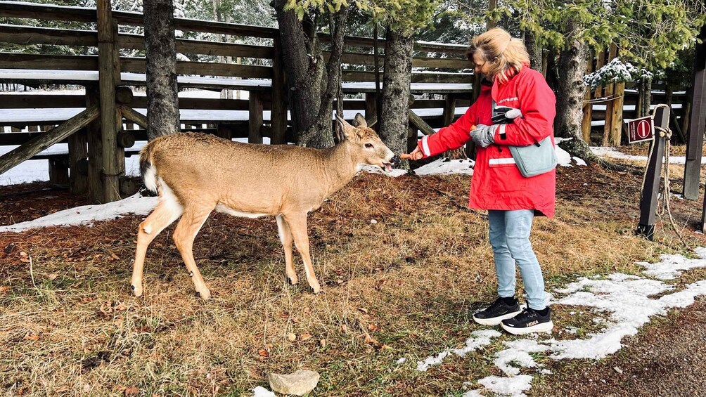 Picture 4 for Activity Montreal: Omega Park Private Tour with Pickup & Guide 3