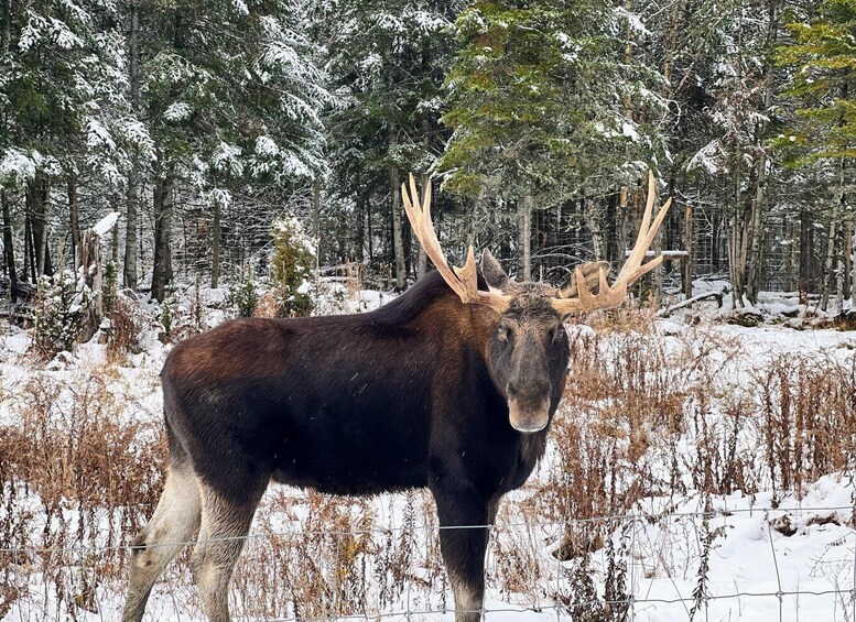 Picture 10 for Activity Montreal: Omega Park Private Tour with Pickup & Guide 2
