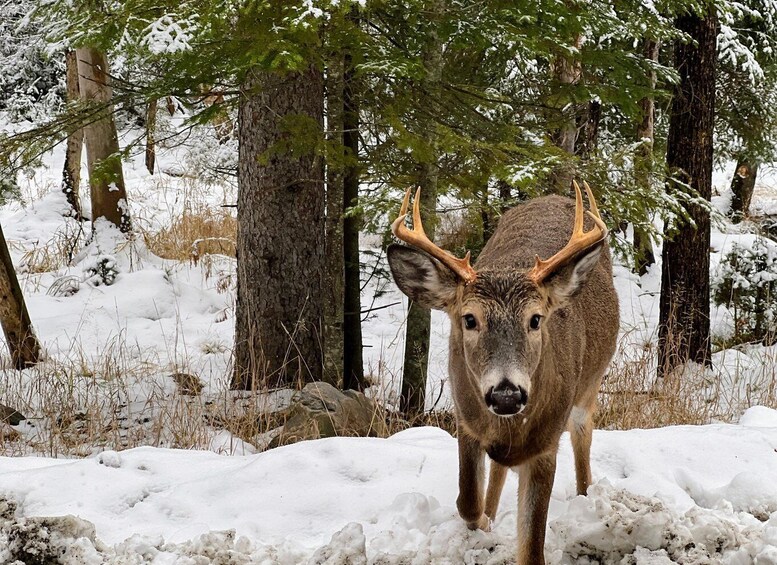 Picture 9 for Activity Montreal: Omega Park Private Tour with Pickup & Guide 4