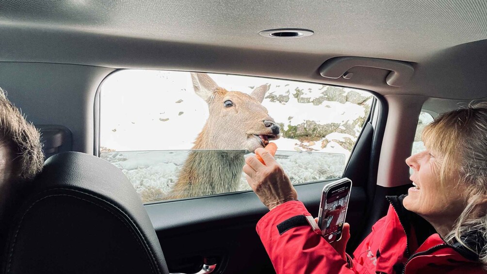 Montreal: Omega Park Private Tour with Pickup & Guide 1