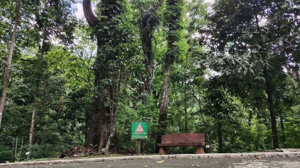 Picture 41 for Activity Pagsanjan Falls | UP Botanical Gardens & Picnic Lunch (2in1) 2