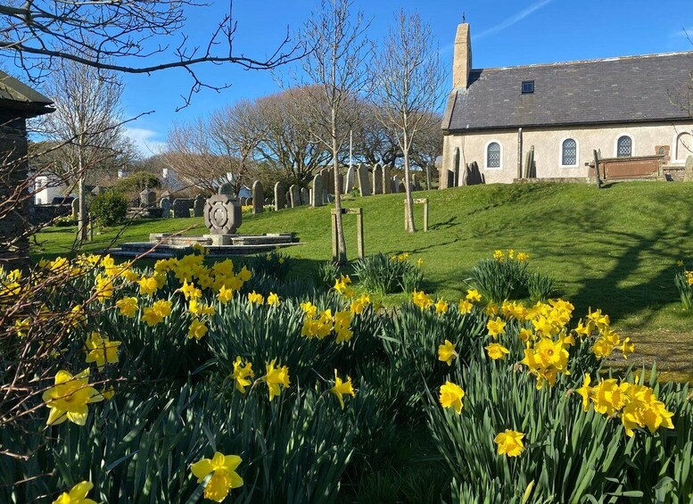 A cemetery with tombstones, a church, and daffodils in the foreground. 1