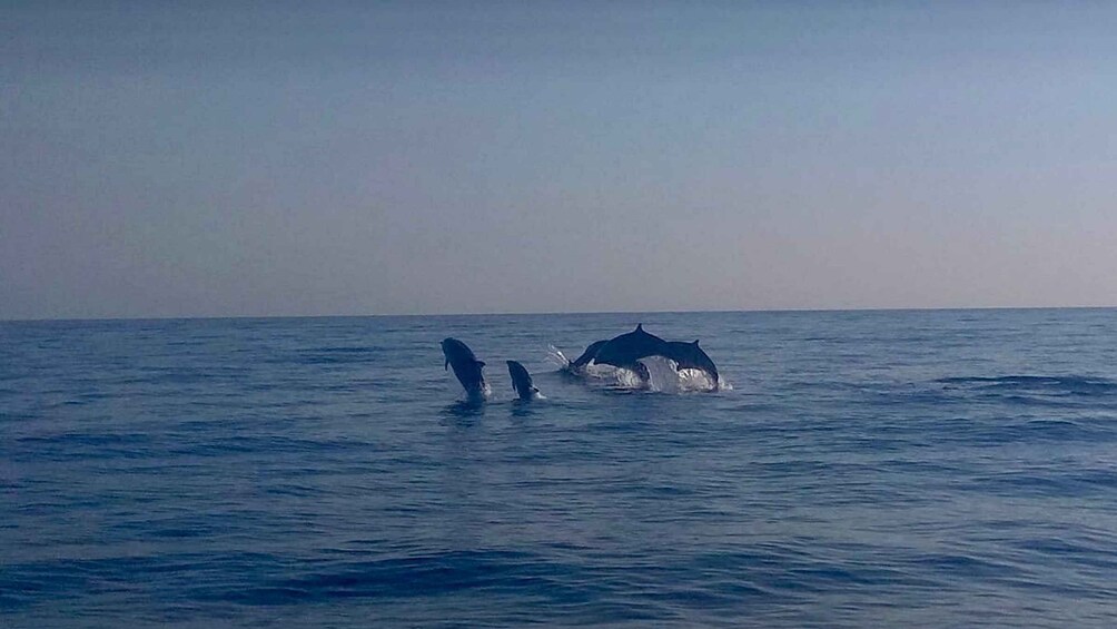 A whale breaching the ocean surface. 1