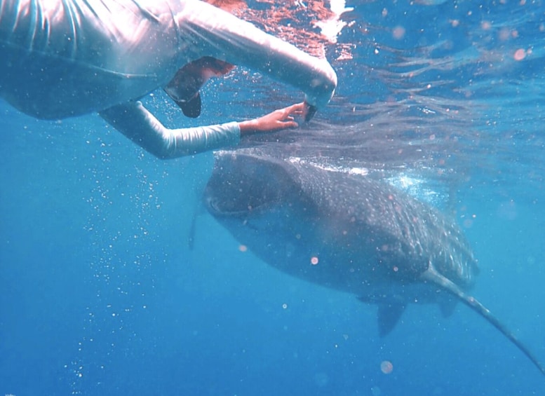 Picture 8 for Activity Dumaguete: Whale Shark Snorkeling & Canyoneering Tour 3