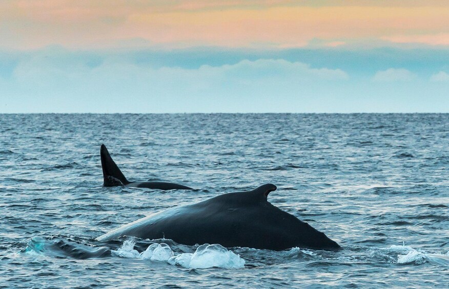 A whale breaching the ocean surface. 5