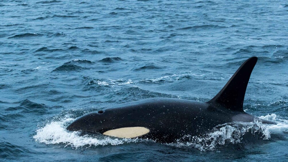 An orca swimming in the ocean. 3