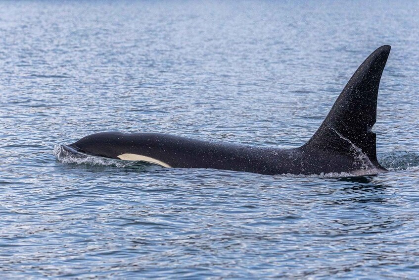 A large orca swimming in the ocean. 2