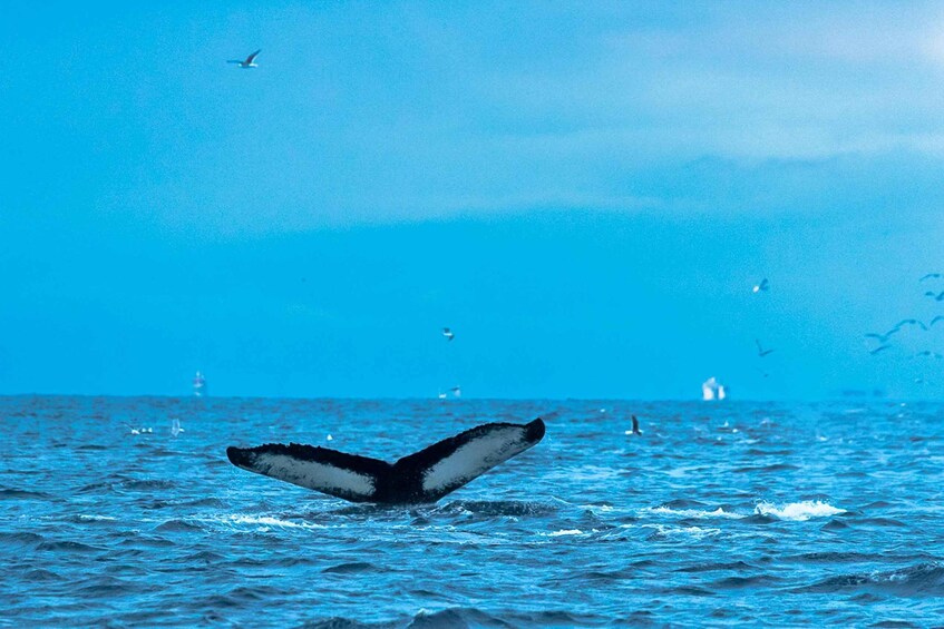 A whale's tail above the ocean surface with birds flying nearby. 4