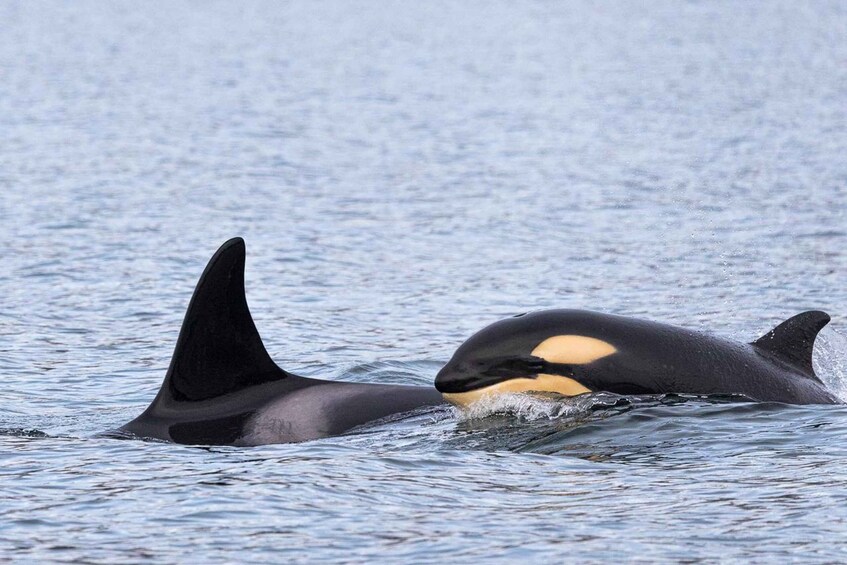 Two orcas swimming in the ocean. 1