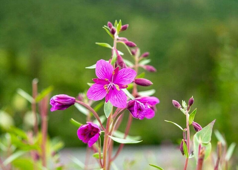 Vibrant purple flowers with green leaves against a blurred green background. 5