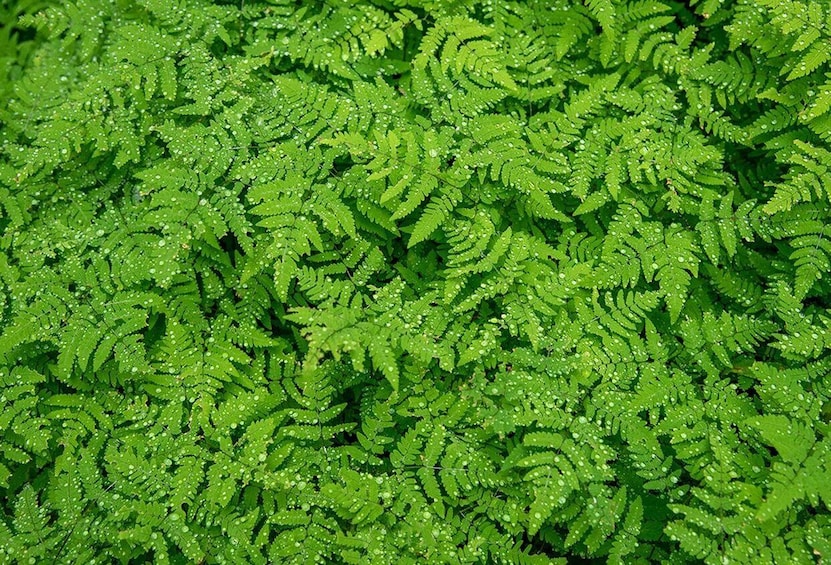 A dense cluster of green ferns with water droplets. 3