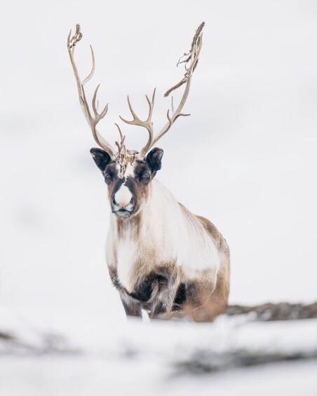 Picture 1 for Activity From Abisko: Norwegian Fjords and Wildlife Day Trip 3