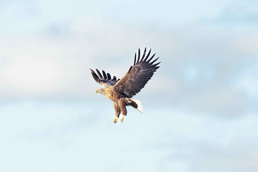 Picture 3 for Activity From Abisko: Norwegian Fjords and Wildlife Day Trip 2