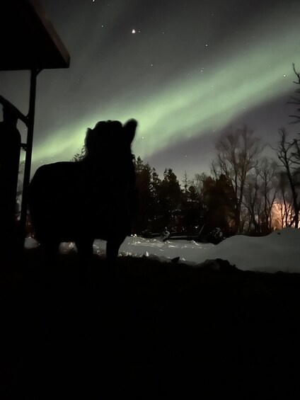 A silhouette of a bear against a night sky with the aurora borealis. 4