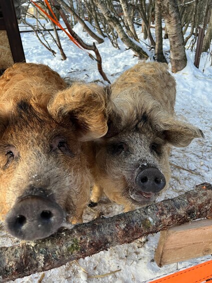 Two pigs in a snowy outdoor setting with trees and a wooden fence. 5