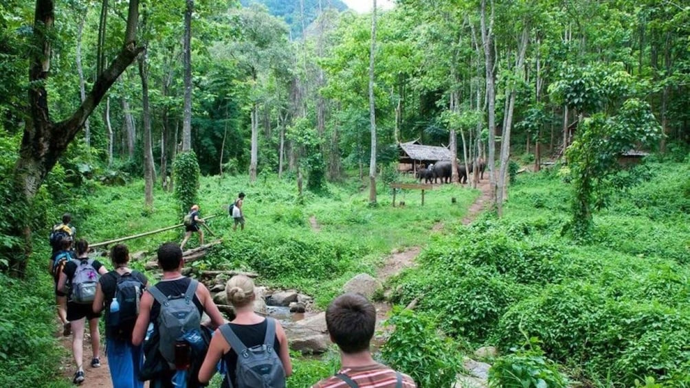 Picture 3 for Activity Cuc Phuong National Park: Jungle Hike & Wildlife Day Trip 5