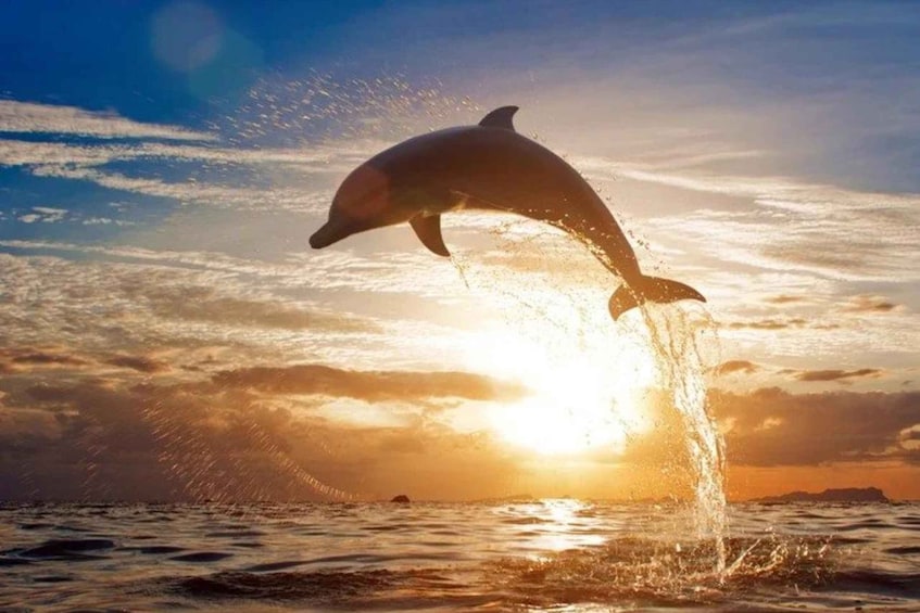 Bali: Sunrise Dolphin Lovina, Waterfall & Beratan Temple 1