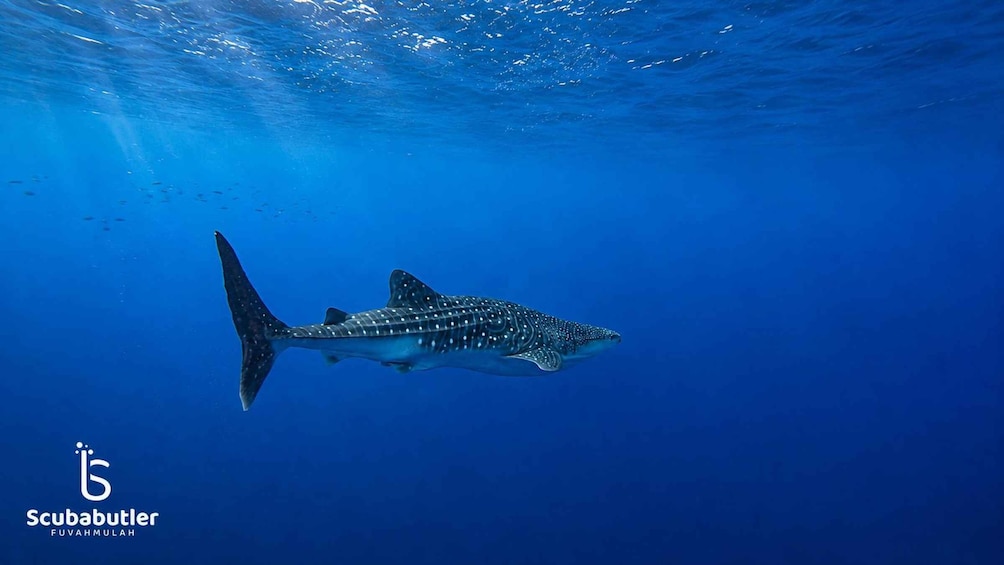 Picture 1 for Activity Fuvahmulah: Full-Day Tiger Shark & Ocean Wildlife Dive 3