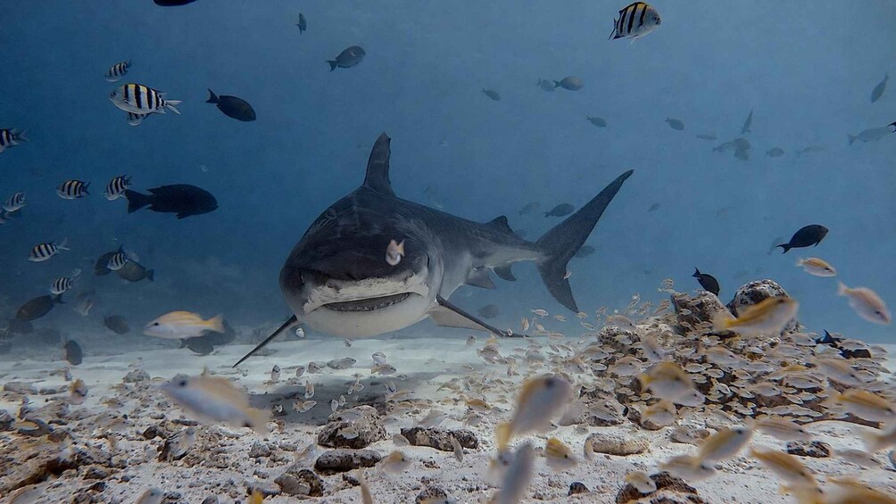 Fuvahmulah: Full-Day Tiger Shark & Ocean Wildlife Dive 1