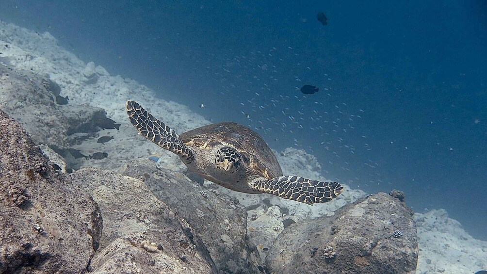 Picture 4 for Activity Fuvahmulah: Full-Day Tiger Shark & Ocean Wildlife Dive 5
