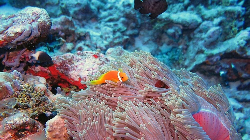 Picture 6 for Activity Fuvahmulah: Full-Day Tiger Shark & Ocean Wildlife Dive 2