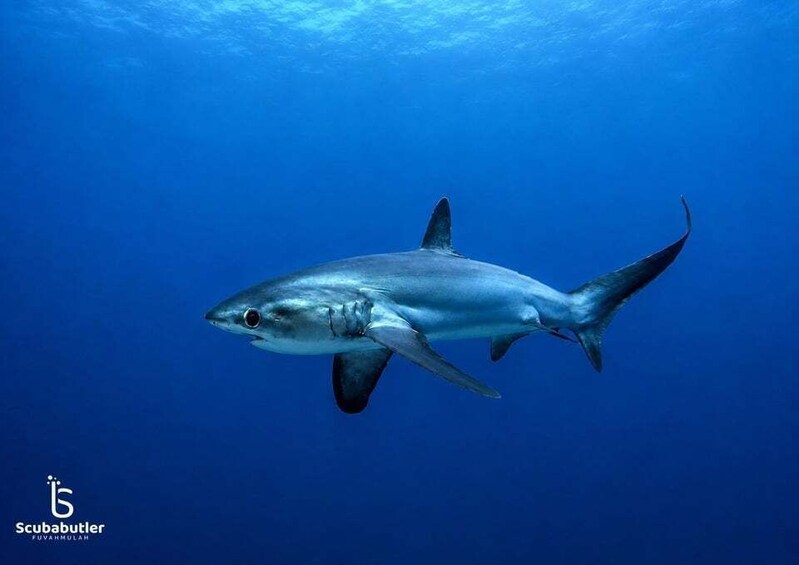 Fuvahmulah: Full-Day Tiger Shark & Ocean Wildlife Dive 1