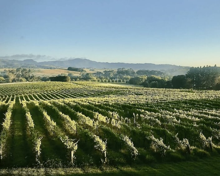 Picture 8 for Activity Matakana: Wine Blending Experience with Rosé & Platter 2